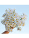 12pcs Pequeñas margaritas blancas artificiales, silvestres de primavera - Quierox - Tienda Online