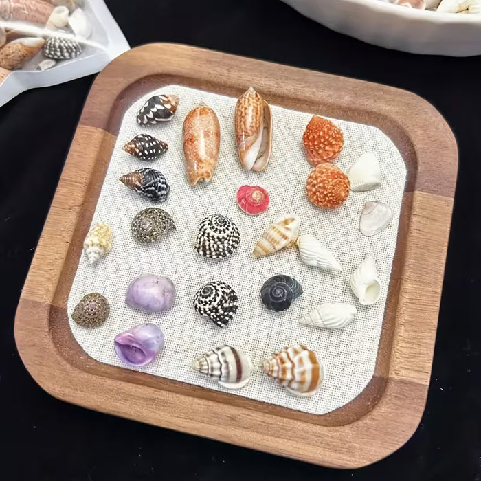 50pcs de Conchas Marinas Miniaturizadas y Coloridas - Vibrantes para Manualidades