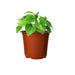 60 mini macetas de plástico con agujeros, resistente a caídas para jardín doméstico - Quierox - Tienda Online