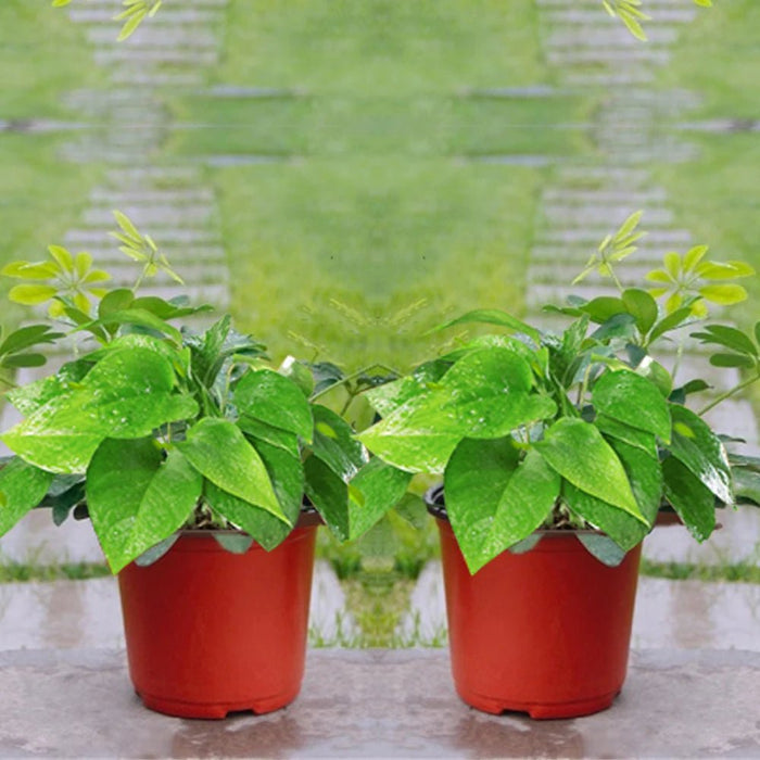 60 mini macetas de plástico con agujeros, resistente a caídas para jardín doméstico - Quierox - Tienda Online