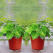 60 mini macetas de plástico con agujeros, resistente a caídas para jardín doméstico - Quierox - Tienda Online