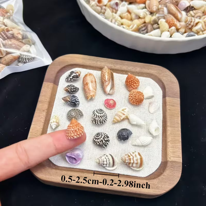 50pcs de Conchas Marinas Miniaturizadas y Coloridas - Vibrantes para Manualidades