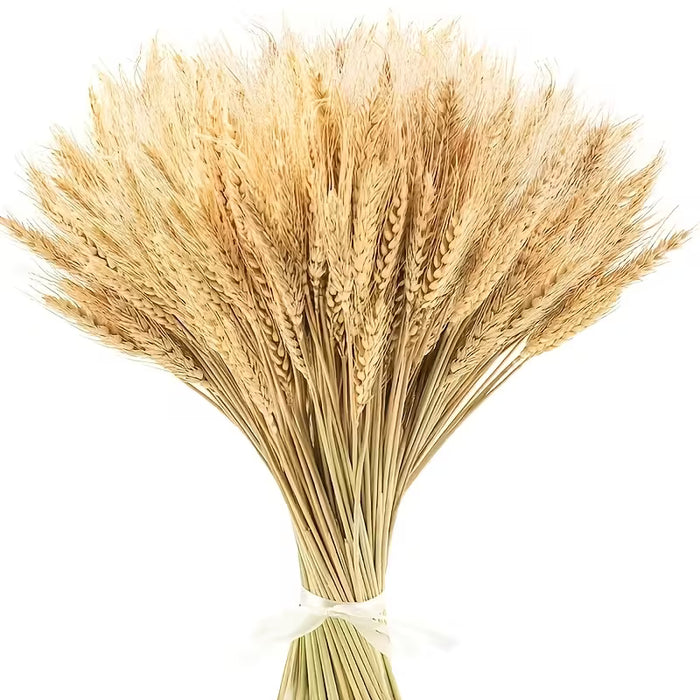 50 piezas Boho Natural Seco Trigo Planta, Pampas Grass Ramo