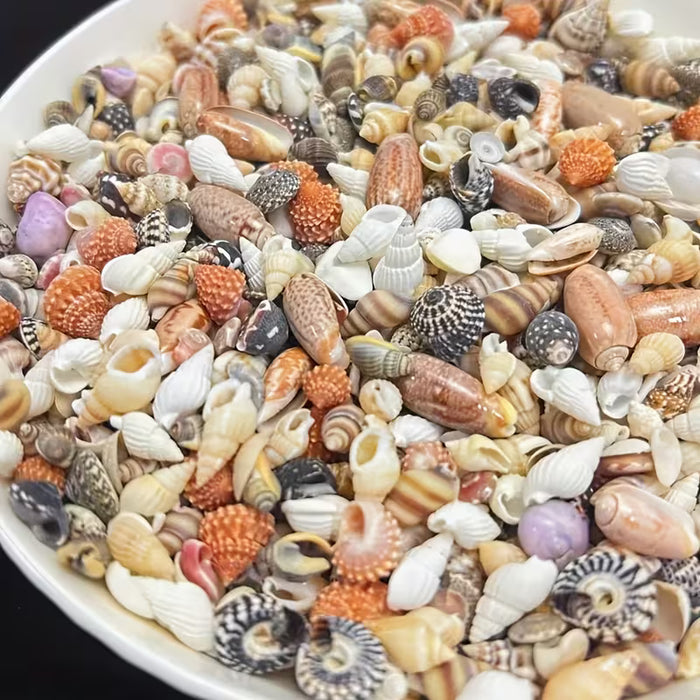 50pcs de Conchas Marinas Miniaturizadas y Coloridas - Vibrantes para Manualidades