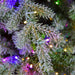 Arbol grand duchess nevado 2.28m - Quierox - Tienda Online