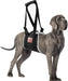 Arnés para perro de elevación de perro, cinta mágica para perros grandes - Quierox - Tienda Online