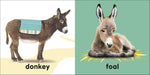 Baby Touch and Feel: Bible Animals - Quierox - Tienda Online