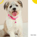 Collar para mascota ajustable para perro, gato y razas pequeñas rosado - Quierox - Tienda Online