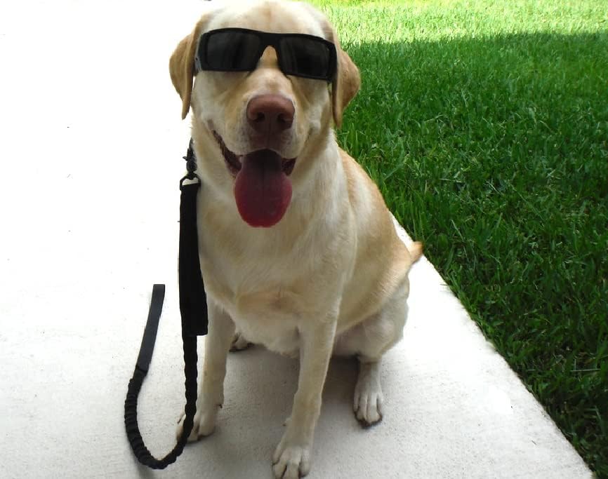 Correas de entrenamiento para perros, color negro - Quierox - Tienda Online