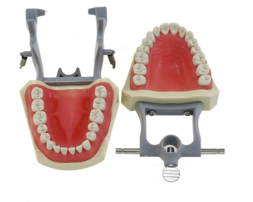 Dientes de Typodont Dental modelo poste de montaje Fit Columbia - Quierox - Tienda Online