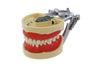 Dientes de Typodont Dental modelo poste de montaje Fit Columbia - Quierox - Tienda Online