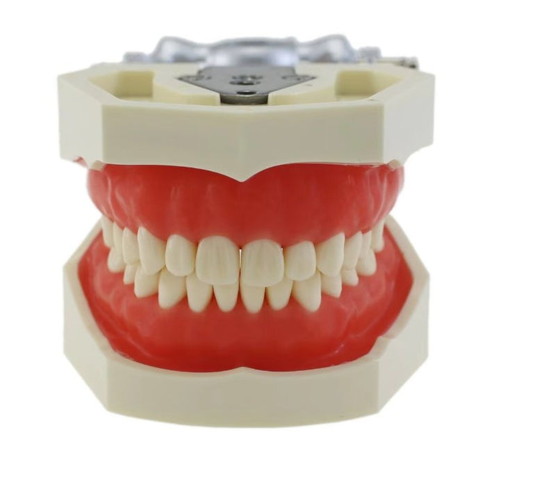 Dientes de Typodont Dental modelo poste de montaje Fit Columbia - Quierox - Tienda Online