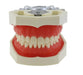 Dientes de Typodont Dental modelo poste de montaje Fit Columbia - Quierox - Tienda Online