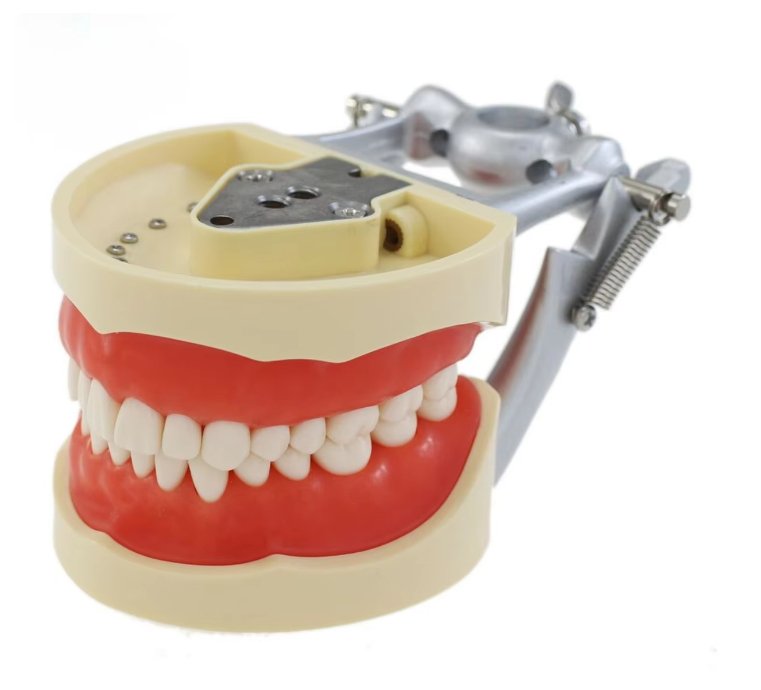Dientes de Typodont Dental modelo poste de montaje Fit Columbia - Quierox - Tienda Online