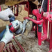 Disco de recorte de pezuñas para caballos cabras, herramienta de reparación profesional - Quierox - Tienda Online