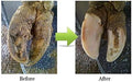 Disco de recorte de pezuñas para caballos cabras, herramienta de reparación profesional - Quierox - Tienda Online