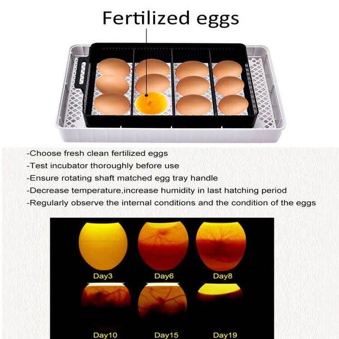 Incubadora automática para 12 - 35 huevos con volteador automático - Quierox - Tienda Online