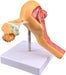 Modelo anatómico de patología de ovario de útero - Quierox - Tienda Online