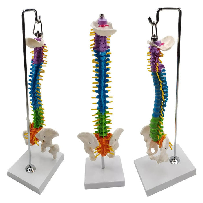 Modelo de columna vertebral de esqueleto coloreado Incluye varilla de soporte - Quierox - Tienda Online