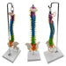 Modelo de columna vertebral de esqueleto coloreado Incluye varilla de soporte - Quierox - Tienda Online