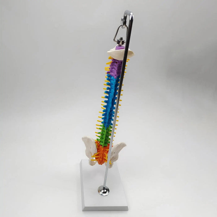 Modelo de columna vertebral de esqueleto coloreado Incluye varilla de soporte - Quierox - Tienda Online