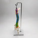 Modelo de columna vertebral de esqueleto coloreado Incluye varilla de soporte - Quierox - Tienda Online