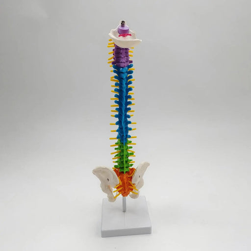 Modelo de columna vertebral de esqueleto coloreado Incluye varilla de soporte - Quierox - Tienda Online
