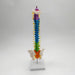 Modelo de columna vertebral de esqueleto coloreado Incluye varilla de soporte - Quierox - Tienda Online
