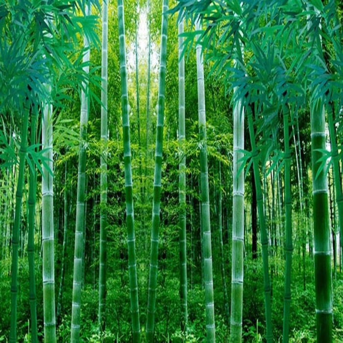Papel tapiz fotográfico 3D de bosque de bambú verde esmeralda de bosque frondoso - Quierox - Tienda Online