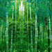 Papel tapiz fotográfico 3D de bosque de bambú verde esmeralda de bosque frondoso - Quierox - Tienda Online