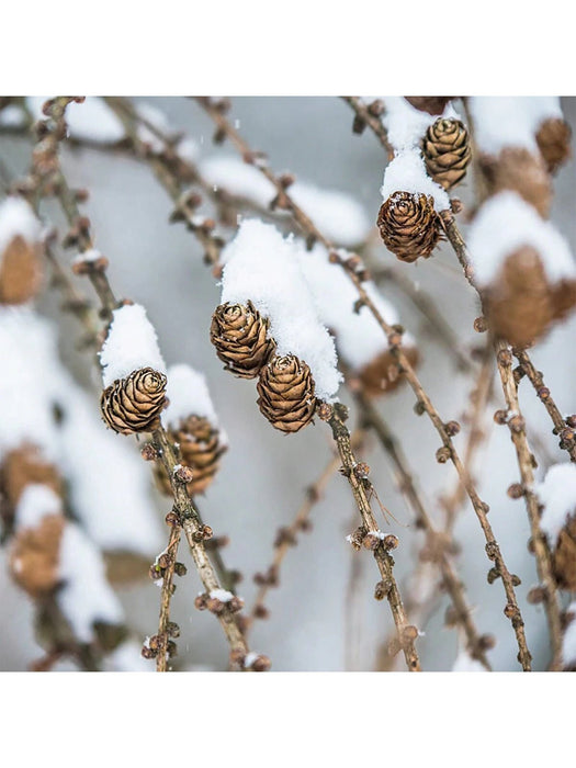 Shein 50 piezas de piñas artificiales de pino para hacer tú mismo - Quierox - Tienda Online