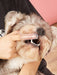 Shein Cepillo de dientes de dedo para mascotas, para cachorros y gatos - Quierox - Tienda Online