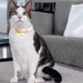 SHEIN Collar con cascabel para gato rosa ajustable con un bonito estampado de flores blancas - Quierox - Tienda Online