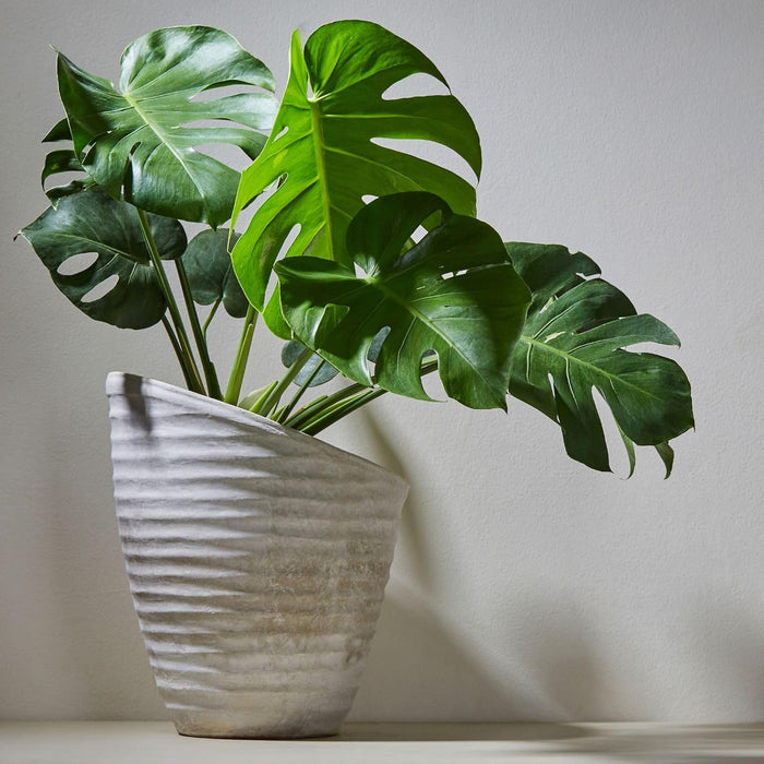 Soil Sunrise Mezcla para macetas de plantas tropicales, ideal para jardinería - Quierox - Tienda Online