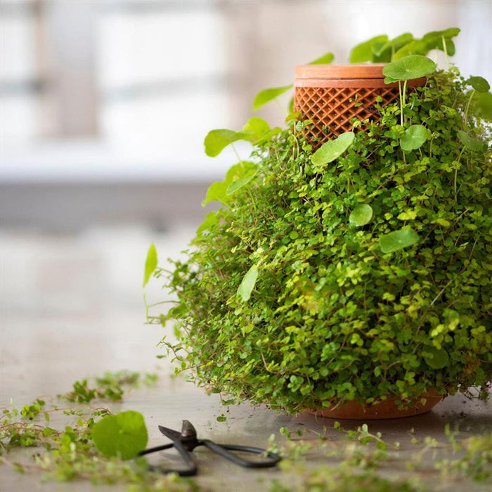 TEVAPLANTER Maceta hidropónica de interior – Innovadora maceta de cerámica ecológico - Quierox - Tienda Online