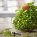TEVAPLANTER Maceta hidropónica de interior – Innovadora maceta de cerámica ecológico - Quierox - Tienda Online