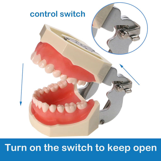 Typodont Dientes Modelo Kilgore NISSIN 200 Tipo Desmontable - Quierox - Tienda Online